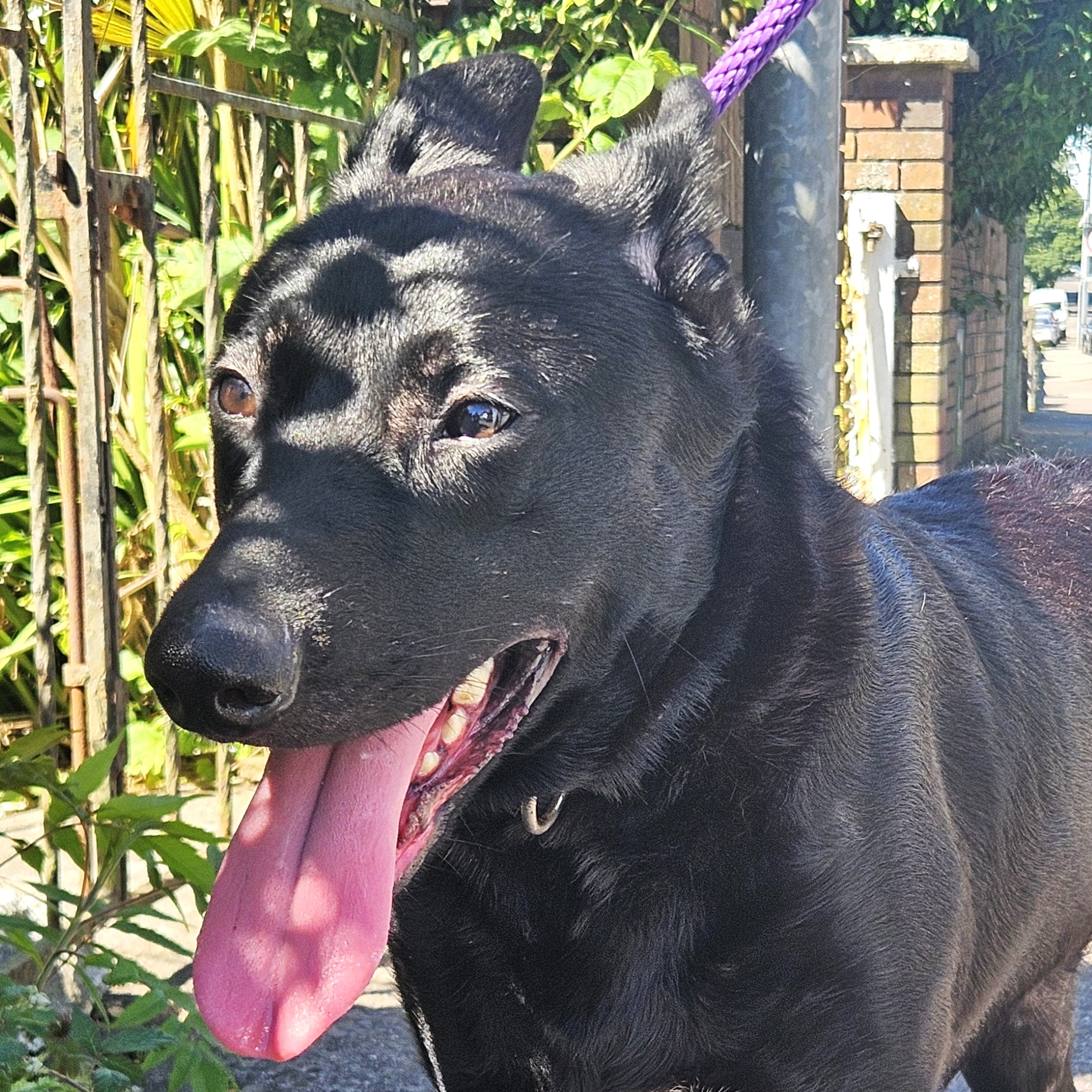 Molly (26-0281)